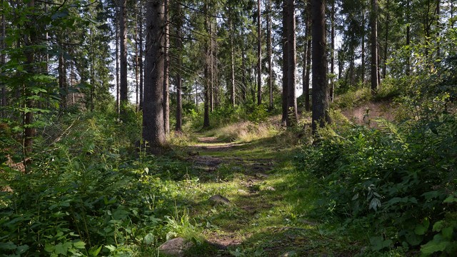 A photo of a trail through a forest.