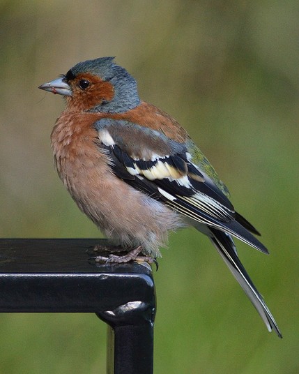 A photo of a common chaffinch on the arm of a metal bench.