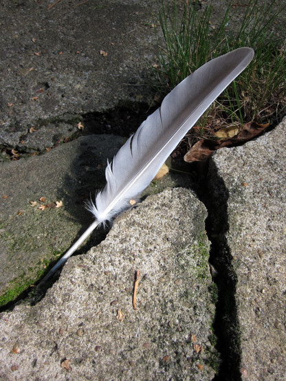 Fotografía en color de una pluma de pájaro caída en una grieta del pavimento