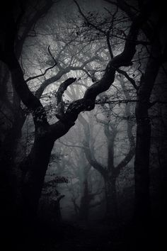 Black and white photo of a forest. 