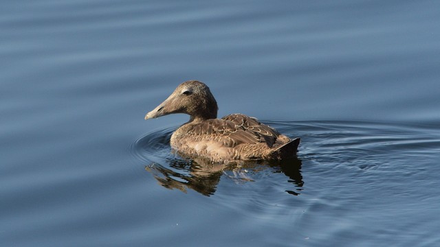 A photo of a common eider swimming.