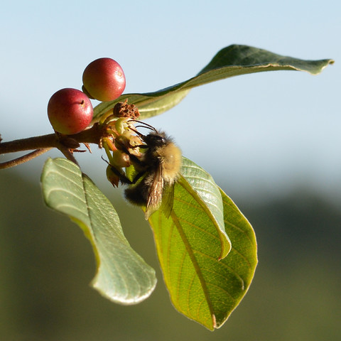 A photo of a bee on buckthorn flowers, next to leaves and berries.