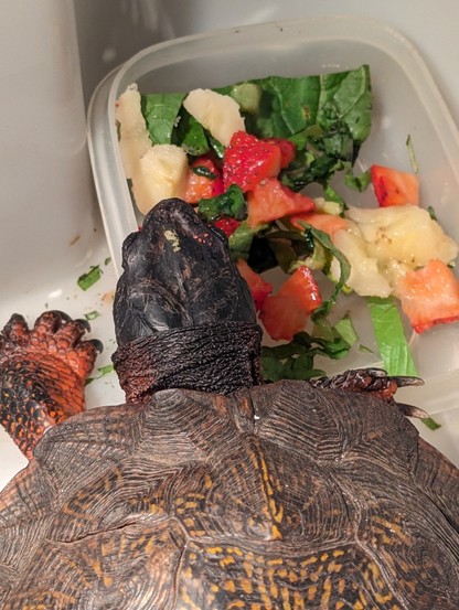 The front half of a wood turtle from above. His head is extended over a dish containing greens and fruit. Wood turtles are known for their shells patterned like wood grain.
