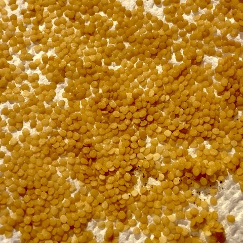 A close up of thousands of little sand-colored physalis grisea seeds on a white paper towel. 