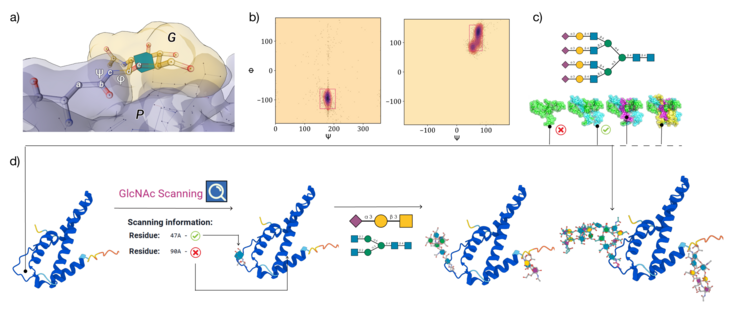 Panel a) Definition of the φ and ψ torsion angles, with corresponding atoms labelled a to e, determining the conformation of the linkage between the protein (P shown in grey) sidechain and the reducing end of the glycan (G shown in yellow). Panel b) Heat maps showing preferential conformation of the φ, ψ torsions between Asn-b-GlcNAc and Thr-a-GalNAc. Panel c) 2D SNFG structure and (below) 3D structures of the tetra-antennary fully a3-sialylated N-glycan from the clustering analysis shown in Figure 1. Panel d) Schematic representation of the Re-Glyco workflow applied to the reconstruction of human Interleukin-5 (IL5; Uniprot P05113). In agreement with the annotation50, GlcNAc scanning identifies only the N47 sequon as potentially occupied. Accordingly N47 can be functionalized with more elaborate structures through a ‘one-shot’ glycosylation, where also T22 can be functionalized with a sialylated core1 O-glycan. Highly complex glycosylation at N47 and alternative O-glycosylation structures can be selected by sourcing directly from the GDB through the Advanced (Site-by-Site) Glycosylation tool, as shown on the alternative IL5 glycoform on the right-hand side. Molecular rendering with Mol* Viewer51  and statistical analysis and heat maps created with matplotlib (https://matplotlib.org/).