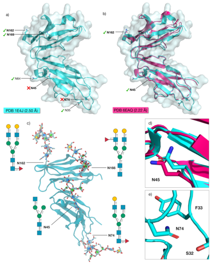 Panel a) Structure of the CD16b (PDB 1E4J, resolution 2.50 Å) with all the N-glycosylation sequons labelled. The bold labels indicate that the sequons are occupied in neutrophil-bound CD16b56. The green check marks indicate the sequons predicted to be occupied by the Re-Glyco GlcNAc-Scanning tool, while the red x-marks indicate the sequons that Re-Glyco deems unoccupied. Panel b) Structural alignment of the CD16b (PDB 1E4J) in cyan with the CD16b (PDB 6EAQ, resolution 2.22 Å) in magenta. Both sequons occupied in PDB 6EAQ, namely N45 and N161, are correctly predicted as occupied by Re-Glyco. Panel c) Structure of the CD16b (PDB 1E4J) modified by swapping OD1 and ND2 coordinates and alternative rotameric orientation of the N74 sidechain N-glycosylated by Re-Glyco with a different selection of N-glycan structures from the GlycoShape GDB at each site. Panel d) Close-up view of the OD1 and ND2 orientation of N45 in the CD16b from PDB 1E4J (cyan) and from PDB 6EAQ (magenta). Panel d) Close-up of the orientation of the N74 sidechain in the CD16b from PDB 1E4J. The distance between the CG of N45 and the CA of F33 is 4.7 Å. Rendering of the 3D structures in panels a,b, d and e and rotamer search performed with pymol (https://pymol.org/2/). Rendering of 3D structure in panel c with VMD (https://www.ks.uiuc.edu/Research/vmd/) and N-glycans 2D structures with DrawGlycan-SNFG (http://www.virtualglycome.org/DrawGlycan/).           
