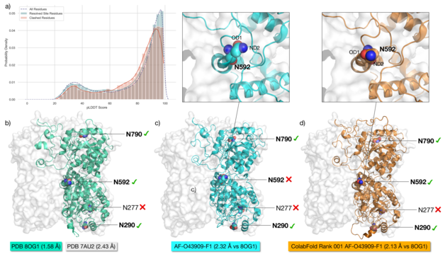 Panel a) Histogram analysis of the distribution of pLLDT scores of residues clashing during the GlcNAc Scanning of 3,415 proteins from the AlphaFold Protein Structure Database, with a total of 12,789 glycosylation sites annotated in Uniprot. The distribution of pLDDT values for all residues in the protein tested is shown with a dotted line. The distribution of the pLDDT values for the residues clashing with the GlcNAc during GlcNAc Scanning, where clashes were resolved by Re-Glyco is shown with powder blue histograms and a blue line. The distribution of the pLDDT values for the residues where clashing was not resolved by Re-Glyco and for the residues in the immediate vicinity (± 2) is shown with rose histograms and a red line. Panel b) 3D structure of the EXTL3 monomer from PDB 8OG1 (green cartoons) represented within the homodimer from PDB 7AU2 (white surface). The resolution for each structure is shown in the labels. Asn residues within sequons are shown with van der Waals (vdW) spheres, where N atoms are in blue and O atoms are in red. The N-glycosylation sequons known to be occupied are shown in bold. A green checkmark indicates that the site is predicted to be occupied by Re-Glyco, while a red cross mark indicates that the site is predicted to be unoccupied by Re-Glyco due to major steric clashing. Panel c) (pls see paper.. doesn't fit here)
