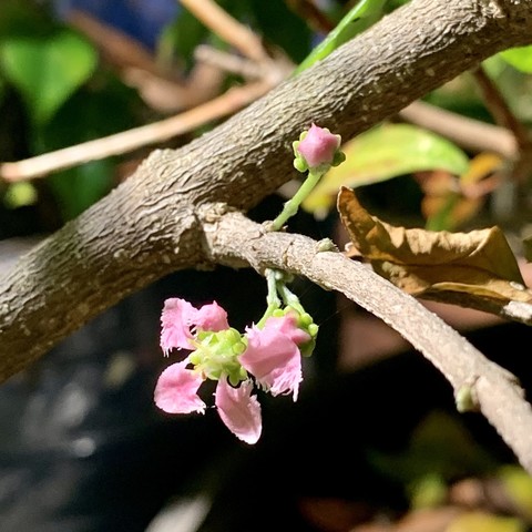 A close up pic of pink buds and one partially open pink flower emerging on either side of a brown branch pointing bottom right. It is connected to a larger branch that goes from lower left to top right. The pic is taken at an angle to show the four buds and one flower. The opened flower is hanging towards the bottom of the pic. The flower petals look like 5 frilly manta rays with their tails pointing to the green center of the flower. 