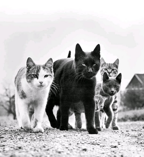 Walter Chandoha photo of a group of cats glaring and moving as a group (reminds me of West Side Story how they are lined up behind the leader).