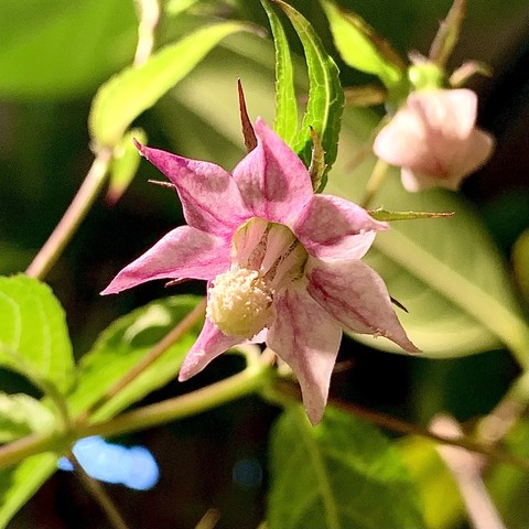Close up pic of a star shaped flower with seven petals. The petals are pointed and have dark pink vein running down the center with pink capillaries branching outward from the center of the flower and central vein. 

There is a prominent stigma at the center of the flower that looks like a off white lumpy ball. The stamens barely protrude out of the flower. 

There are two thin green leaves behind the flower and it is hanging down from a long thin stem. There is another pale pink flower bud to the top right that is out of focus. The brownish vines they are hanging from are out of focus as are the green leaves glowing with light. Further in the background behind the flowers is a green jackfruit leaf out of focus. At the bottom left is pale blue light from a window. 