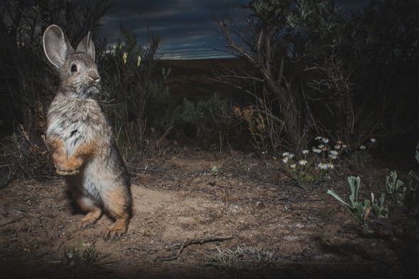 Pygmy rabbit standing on hind legs under shrubs with a few wildflowers present in the mid ground.  