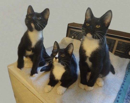 Three adorable tuxedo kittens in a row, fascinated by something up and to the left