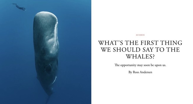 Underwater photograph of a large whale with a diver in the background, next to an article title that reads "WHAT'S THE FIRST THING WE SHOULD SAY TO THE WHALES?" by Ross Andersen.