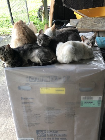 Half a dozen of our cats sitting on the new water heater box. Waiting for the plumber.