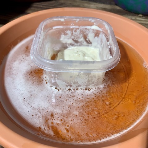 An open plastic square container with wet bread dough on top of plastic orange plant saucer filled with beer. 