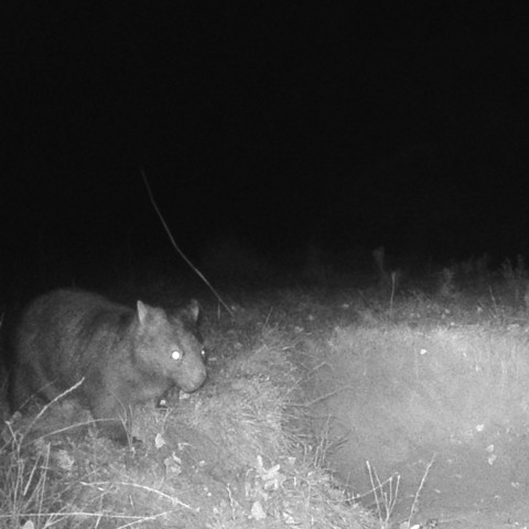 Wombat approaching a well-established burrow from left.