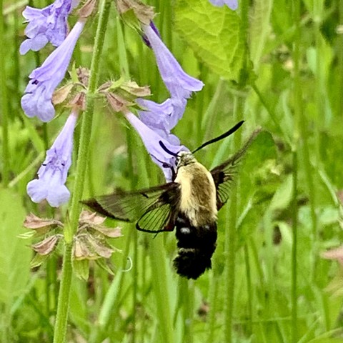 A hummingbird moth feeding on lavender tube-shaped downward-facing flowers with a green, grassy background.

The thorax is very fuzzy and yellow, and the abdomen is black and fuzzy. Its wings are clear but with black veins. And the photo they’re rather blurry because they beat very fast. The moth in this pic has its whole head in the flower and his clasping onto the flower from the sides.