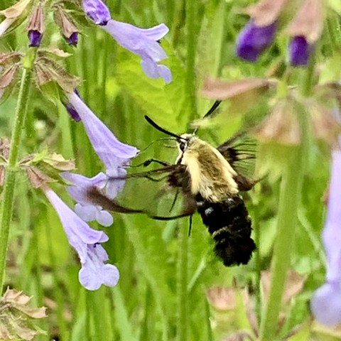 A hummingbird moth feeding on lavender tube-shaped flowers with a green background. There are new buds of flowers at the top of the pic and those are dark purple.

The thorax is very fuzzy and yellow, and the abdomen is black and fuzzy. Its wings are clear but with black veins. And the photo they’re rather blurry because they beat very fast. In this pic, the moth has pulled away and its proboscis is hanging out in front.