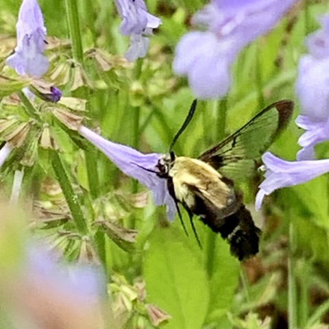 A hummingbird moth with black and yellow coloring hovering near purple flowers.

This is a download facing pic. Its head is in the flower.