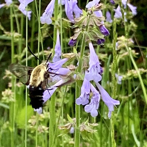 Close-up of a hummingbird moth feeding on purple flowers against a green grassy background. This pic the hummingbird moth is facing right with its head in a flower.