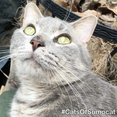 Close up of gray tabby looking up to the sky, ambient sunlight illuminating his face.