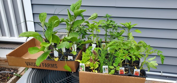 Above plan seedlings in a box