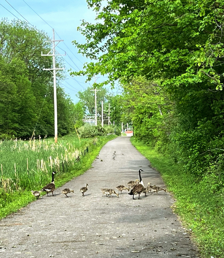 A long pathway framed by grass, tall weeds, Green bushes and trees on both sides. Power lines and poles are lined  on the left side of the picture Blue skies above. A family of geese crossing the pathway to enter into the wetland area. 