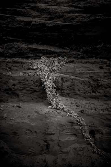 Monochrome image of a crumpled vine descending a rock ledge 