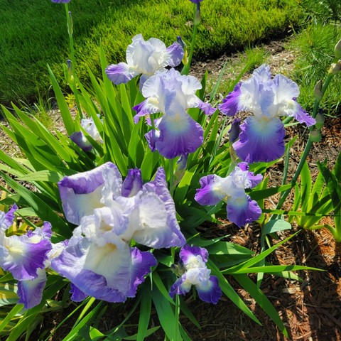 Photo of multiple purple irises with white throats