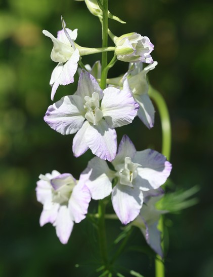 White blooms with purple at the edges of the petals along a flowerstalk against a dark green background.