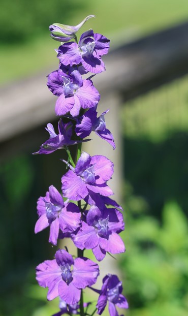 A closeup of purple blooms on a tall stalk.