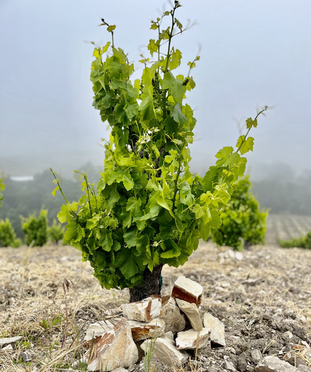 A dry-farmed vine in the foreground, with a more vines in the background against a foggy sky