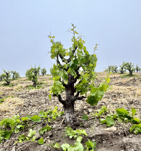 A dry-farmed vine in the foreground, with a more vines in the background against a foggy sky