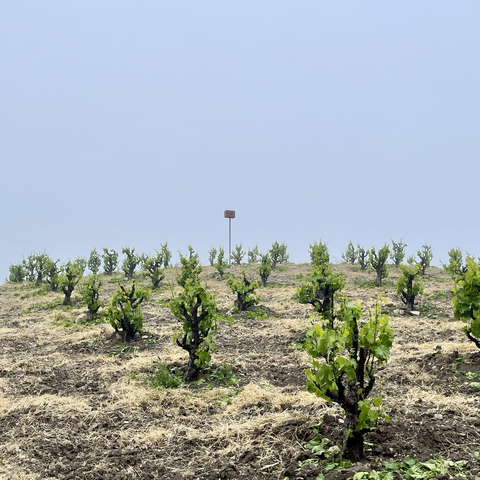 A dry-farmed vineyard and an owl box against a foggy sky