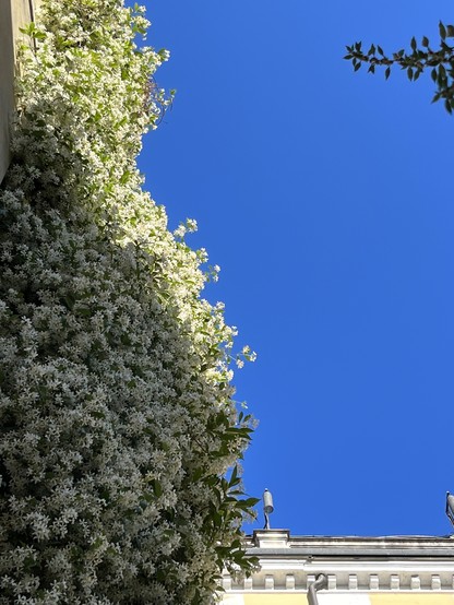 Colour photo taken looking up at an abundantly flowering jasmine, cascading in a billowing waterfall down the side of a building on the left of the frame, thousands of white flowers, half in shadows and half in bright sun. Along the bottom of the frame is the edge of a white painted flat roof, and the rest of the image is clear intensely blue sky. 