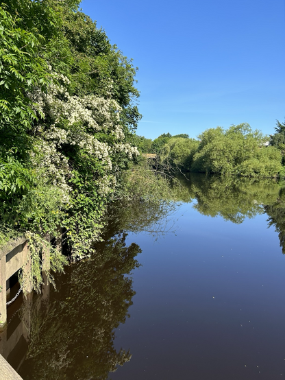 Looking upstream towards Yarm Bridge, with a clear blue sky overhead and green trees (some with blossom) overhanging the river. 