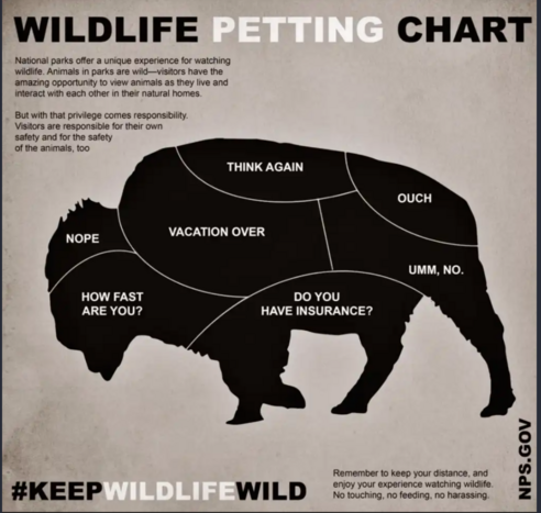 Wildlife Petting Chart. 

National parks offer a unique experience for watching wildlife. Animals in park are wild -- visitors have the amazing opportunity to view animals as they live and interact with each other in their natural homes. But with that privilege comes responsibility. Visitors are responsible for their own safety and for the safety of the animals, too.

Image of bison with words on body parts. On the head, 