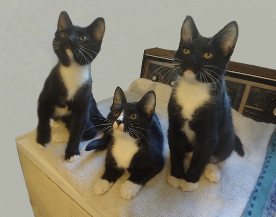 Three adorable tuxedo kittens looking up from atop a washing machine 