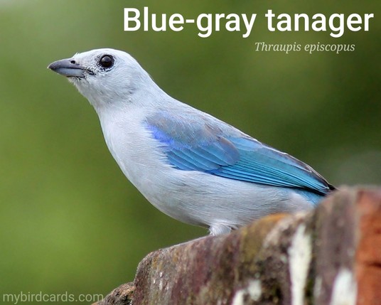 Blue-gray tanager (Thraupis episcopus). Adult. Distribution: Southern Mexico to northern Brazil. Conservation status: Least Concern. CC: JFHA 📷: Photo by Herney via Pixabay 2022

The photo shows a small, distinctively coloured songbird. Adults are mostly blue-gray with a darker blue back, rump, and tail. They have a short, thick bill and dark eyes. Immature birds are much duller in colour.