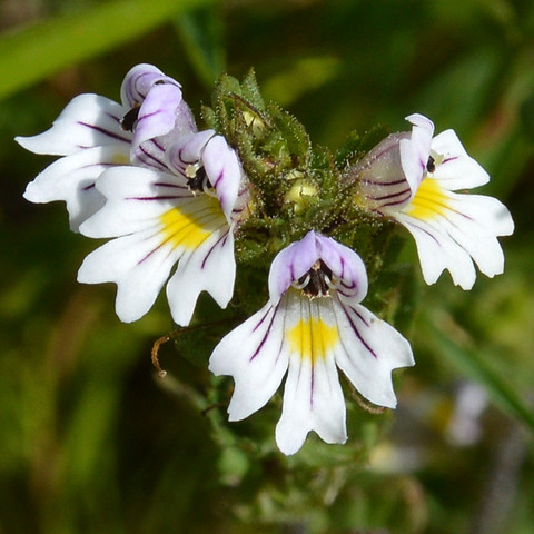 A photo of a cluster of white eyebright flowers.