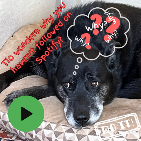 Worried looking black dog- text: Tio wonders why you aren’t following on Spotify. 