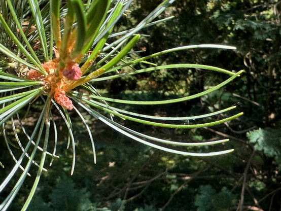 Pinus parviflora with needles on a tree.