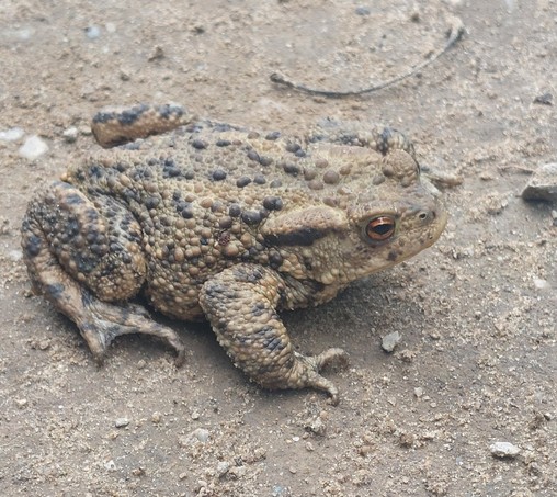 A photo of a brown, lumpy toad-like frog against a brown path background. It blends in pretty well. It is facing right and one eye is visible with an orange streak across the top and bottom. He has claw like feet and knobbly legs.