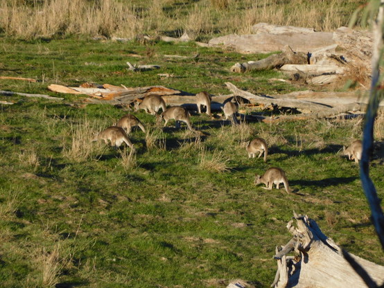 kangaroos grazing in front of fallen timber.