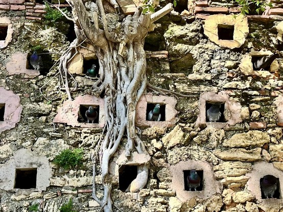 Old brick and stone wall with multiple small square openings with pigeons in several and tree roots growing through 