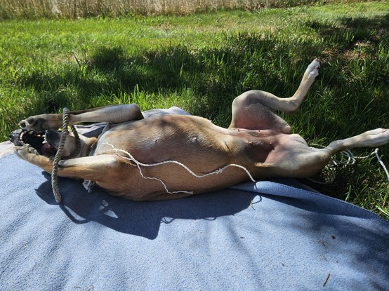 A medium brown dog lies on her back, legs akimbo. She is half on a light blue blanket and the grass. She is playing with a rope toy in her mouth while tangled in the line that keeps her close to mom but allows freedom of movement to explore.