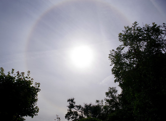 photo of the sun with a full halo, partly obscured by trees