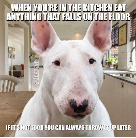 White bullterrier is pictured in the kitchen. 
