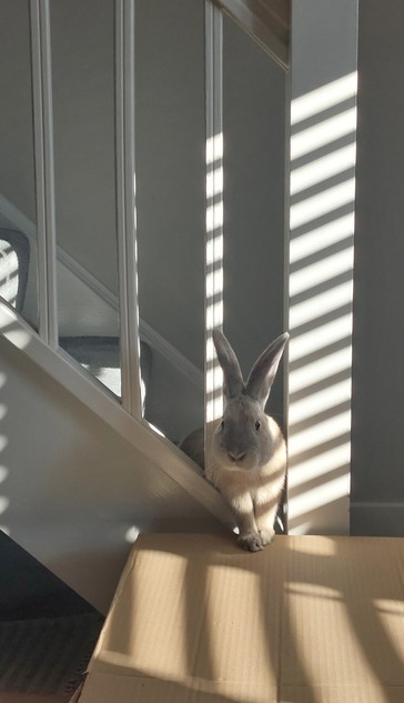 A photo of a rabbit poking through the bannister on the stairs. Sunlight is slicing across the white bannister through horizontal blinds and the rabbit is in the light. His dainty little front feet are perched on a cardboard box. His ears are alert and he looks 100% innocent, not like he's just been chewing the carpet. 