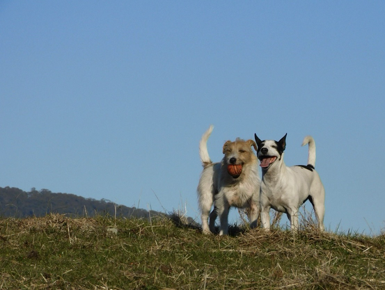 Bertie (Jack Russell) and Nell (rattie) on a hilltop